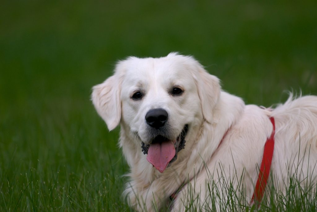 Krémově zbarvený zlatý retriever hledí zblízka do objektivu v zelené trávě