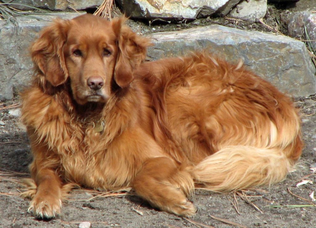 Tmavě zlatý retriever leží před kameny a hledí k objektivu