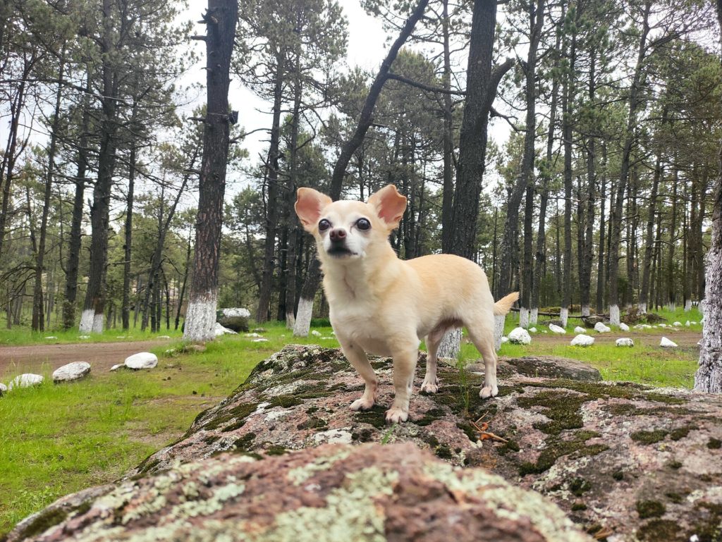 Dospělá krémová krátkosrstá čivava stojí na skále v lese a dívá se k objektivu